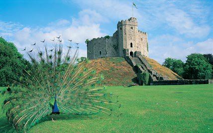 peacocks