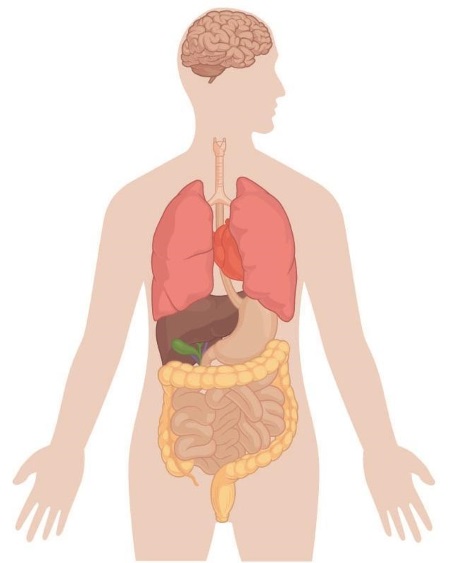 Organs