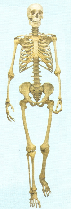 Skeleton
