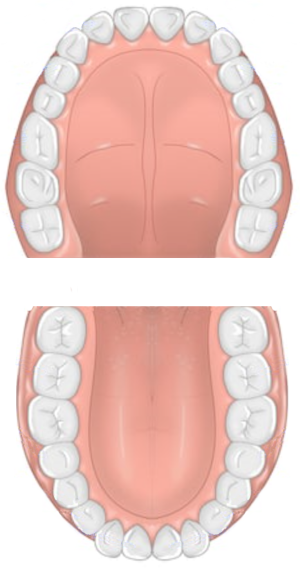 teeth